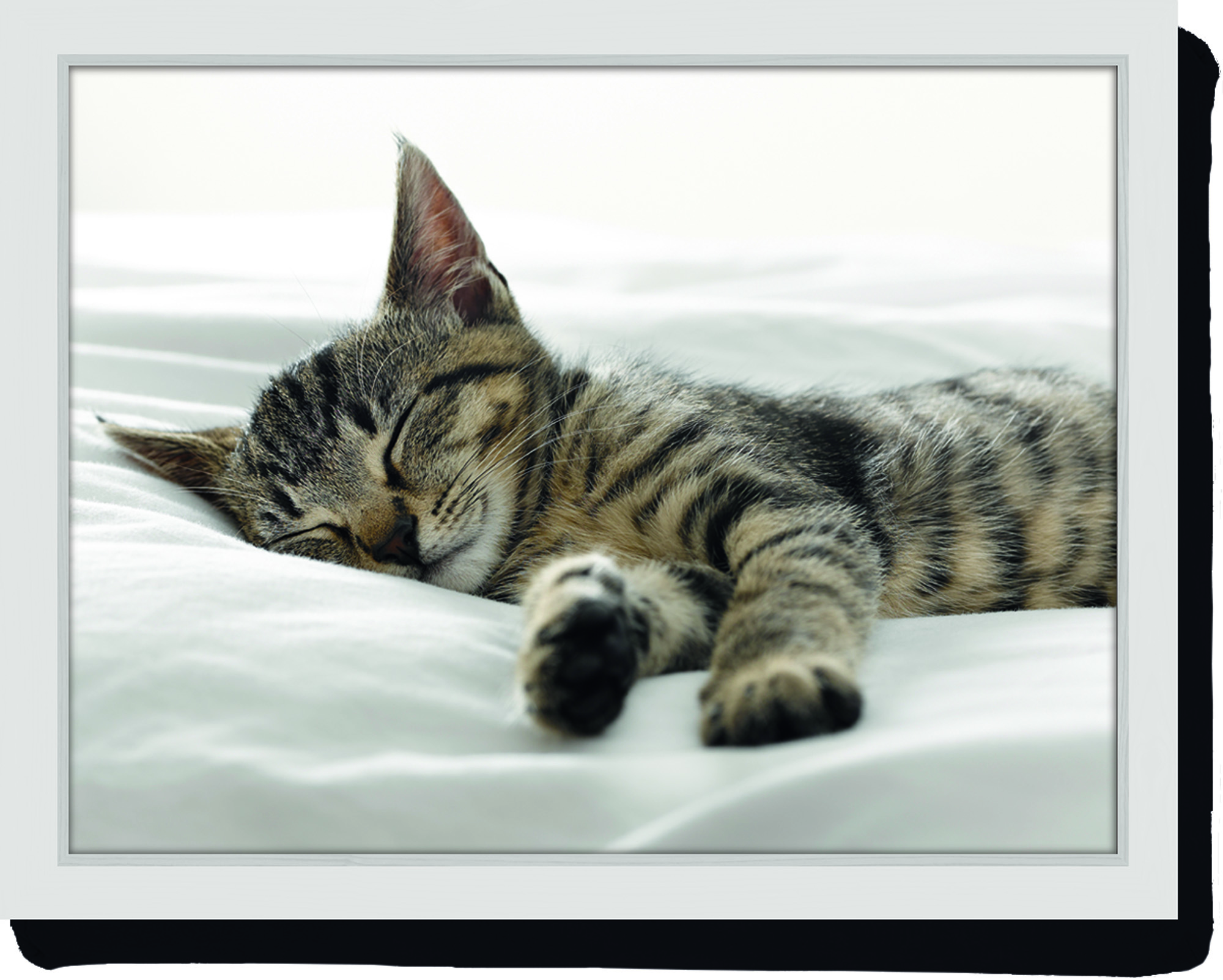 Creative Tops Lap Tray - Kitten